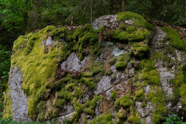 Foto gratuita colpo del primo piano di una grossa pietra ricoperta da un muschio verde nella foresta