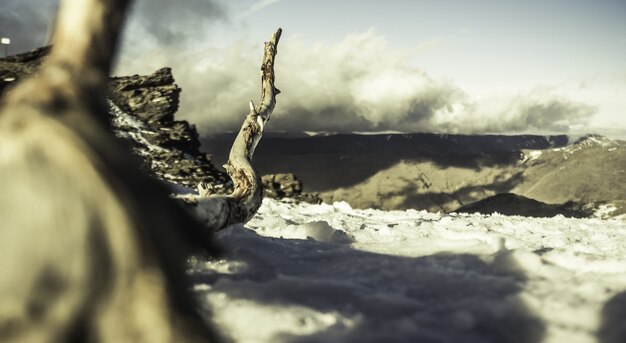 Closeup shot of a big tree branch on a snowy landscape