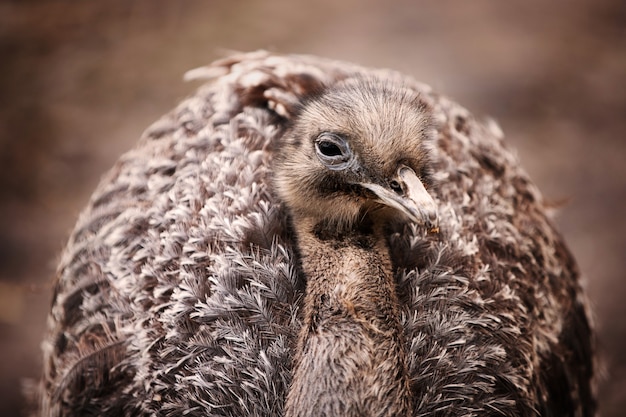 Closeup shot of a bird looking at front