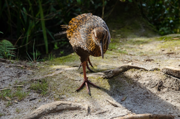 Primo piano di un uccello in nuova zelanda