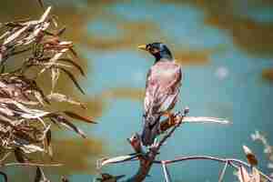 Free photo closeup shot of a bird perched on a twig