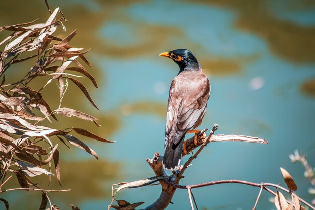 Closeup shot of a bird perched on a twig