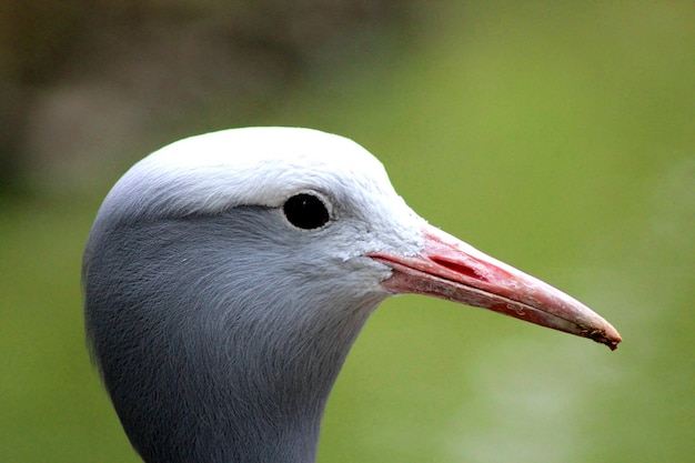 Closeup shot of a birds head