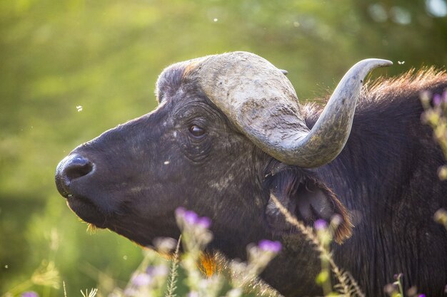 Closeup shot of a black African buffalo in Nakuru Safari in Kenya