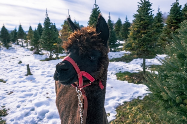 Closeup shot of a black alpaca beside a spruce tree in winter