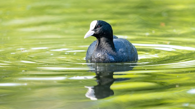 Closeup shot of a black bird swimming in the lake - perfect for wallpaper