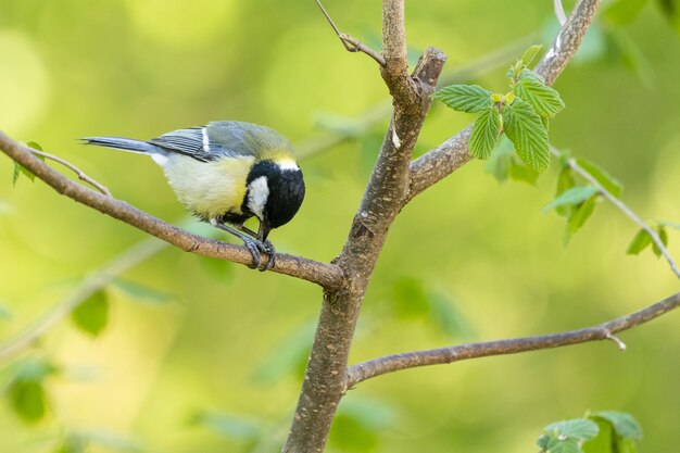 Closeup shot of a Black-capped chickadee on the tree branch with greenery