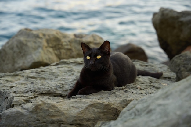 Closeup shot of a black cat on a rocky beach