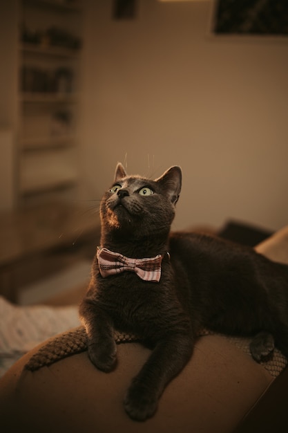 Foto gratuita colpo del primo piano di un gatto nero con gli occhi verdi