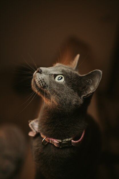 Closeup shot of a black cat with green eyes