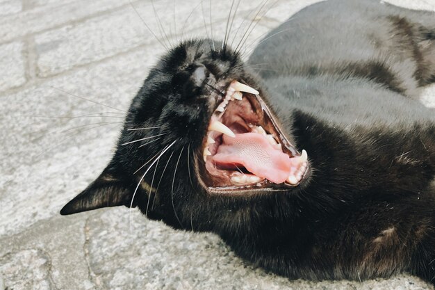 口を大きく開いた黒猫のクローズアップショット