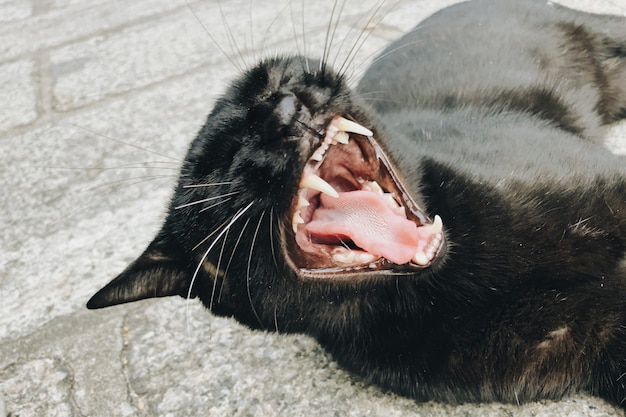 Closeup shot of a black cat with a mouth wide open
