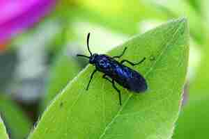 Free photo closeup shot of a black chrysomelidae beetle insect on the green leaf