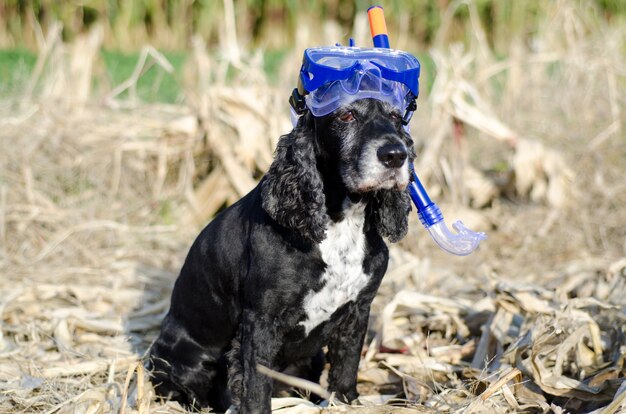 Closeup shot of a black cocker spaniel dog sitting down on a cornfield with a diving mask