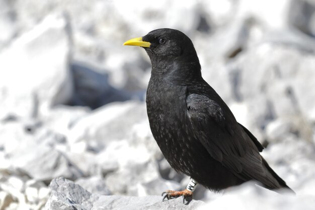Closeup shot of a black common blackbird