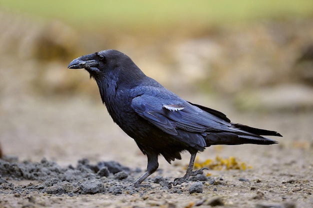 地面を歩いている黒いワタリガラスのクローズアップショット