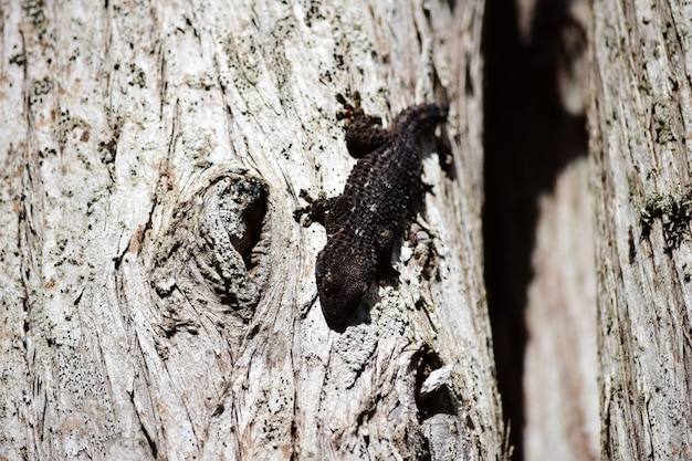Closeup shot of a black common wall gecko walking on an old tree