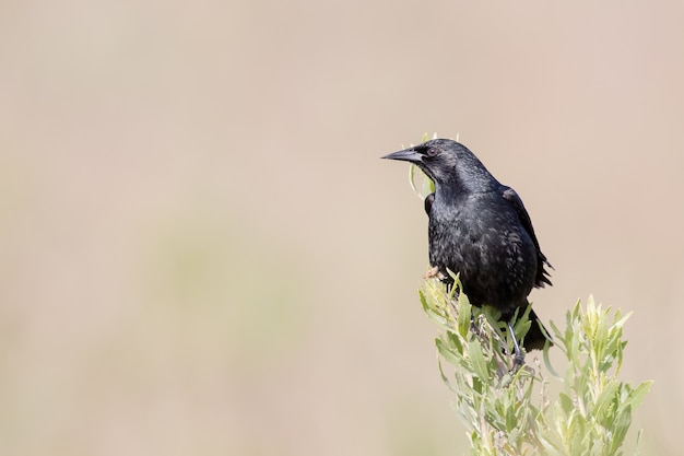Colpo del primo piano di un corvo nero su sfondo viola liscio
