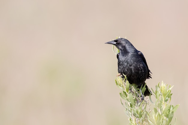 滑らかな紫色の背景に黒いカラスのクローズアップショット