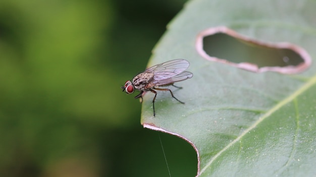 Closeup shot of a black fly on a green leaf with a hole in it