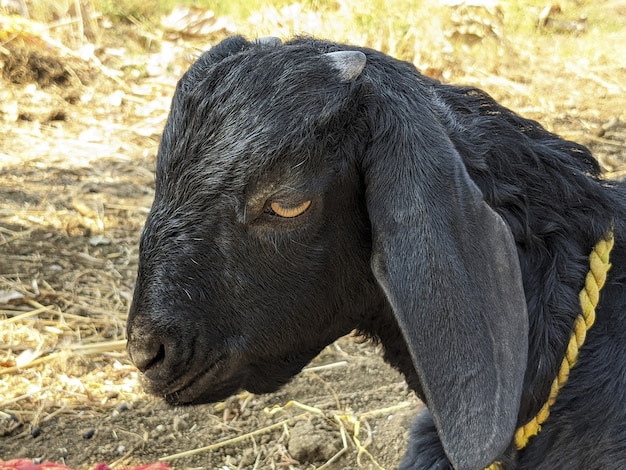 Closeup shot of a black goat on a sunny day outdoors