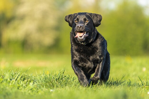 Closeup shot of a black labrador playing in the grass surrounded by greenery