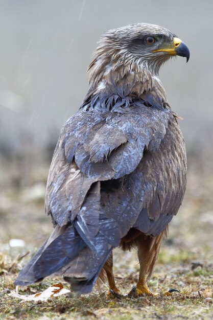 Closeup shot of a black Milano on a blurred background - Milvus migrans