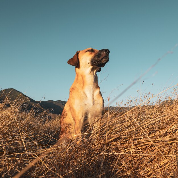 フィールドでの黒い口のcur犬のクローズアップショット