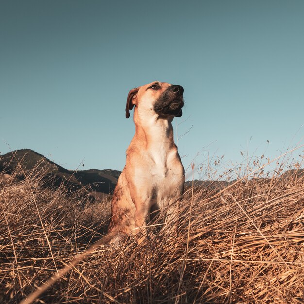 ブラックマウスカー犬のクローズアップショット