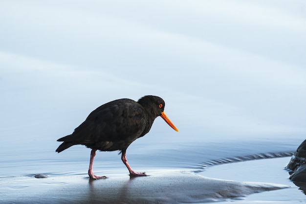 背景をぼかした写真をウェット海岸の上を歩く黒いミヤコドリのクローズアップショット