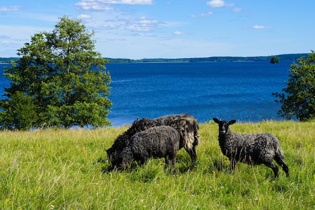 Closeup shot of black sheep near a lake