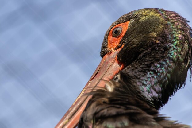 Closeup shot of black stork