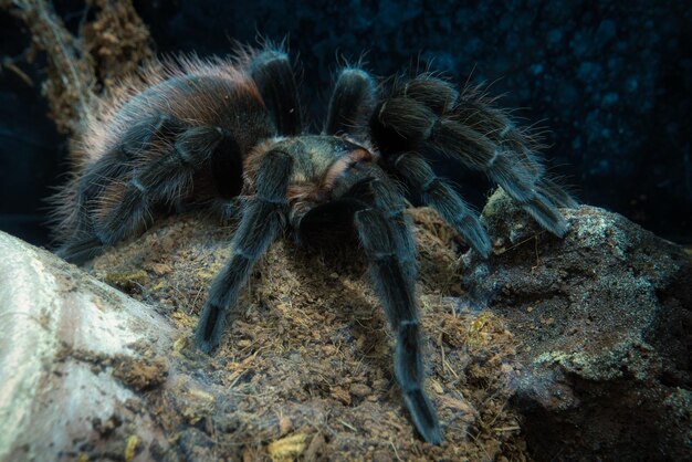 Foto gratuita colpo del primo piano di una tarantola nera in una natura