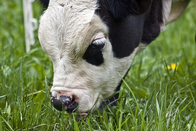 Closeup shot of a black and white calf grazing on the pasture during daytime