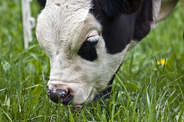 Closeup shot of a black and white calf grazing on the pasture during daytime