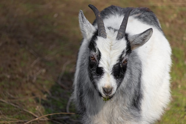 Closeup shot of a black and white goat on a lawn and a nibble of grass in its mouth