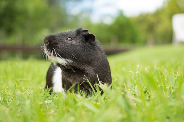 Closeup shot of a black and white guinea pig on grass