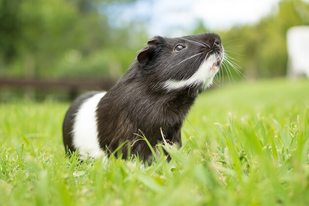 Closeup shot of a black and white guinea pig on grass