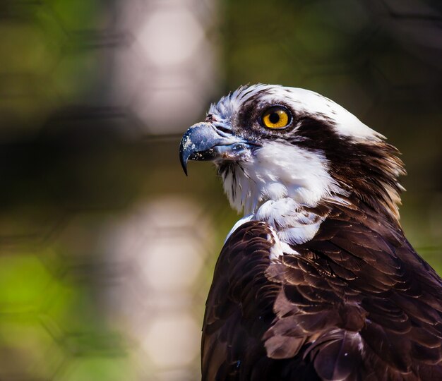 Closeup shot of a black and white osprey bird