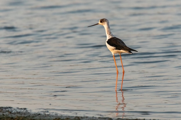 Closeup shot of a black-winged stilt in water
