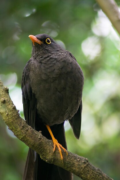 Closeup shot of a blackbird during daytime