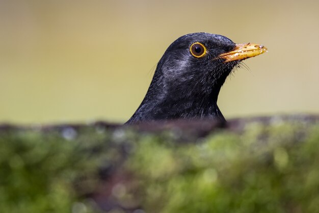 Closeup shot of a blackbird in the field in the forest