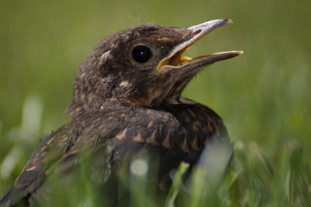 Closeup shot of a blackbird in the grass with a blurred background