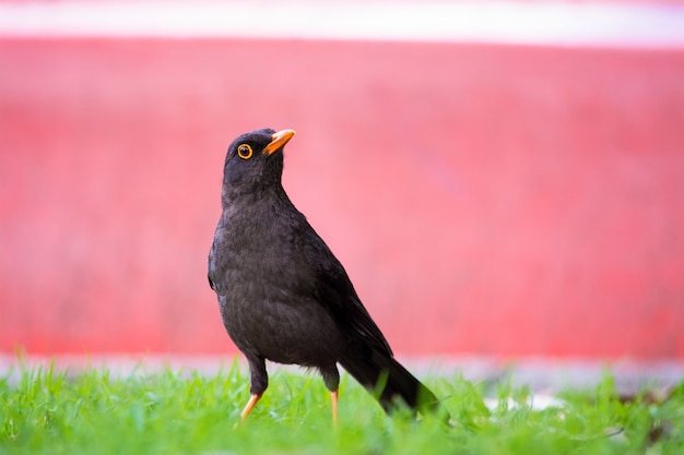 Closeup shot of a blackbird on the green grass with  a pink background