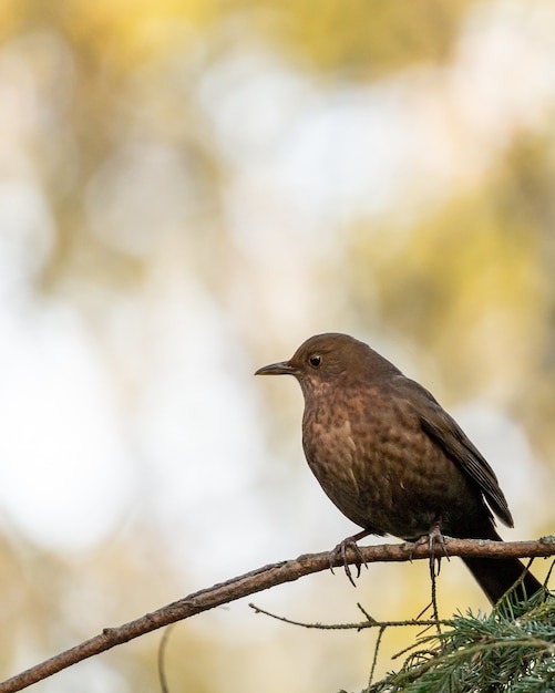 Closeup shot of a blackbird perched on a tree branch