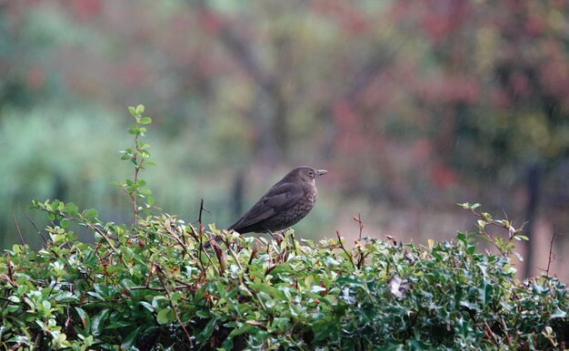 Closeup shot of a Blackbird sitting on a berry bush