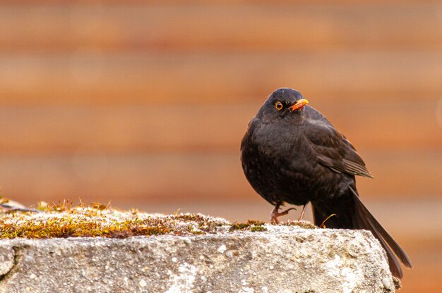 Closeup shot of a blackbird on a stone