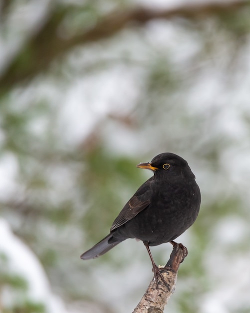 Closeup shot of a blackbird on the tree branch