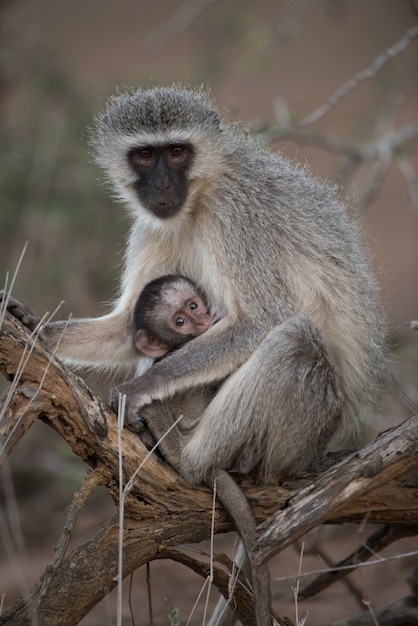 Closeup shot of a blackface monkey hugging her baby