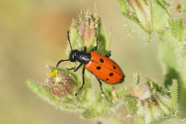 Foto gratuita primo piano di uno scarabeo blister su una foglia di una pianta